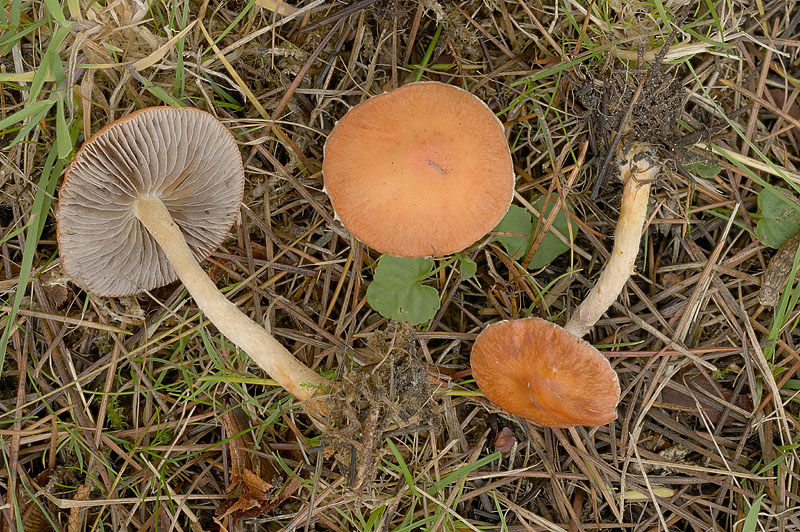 Leratiomyces ceres